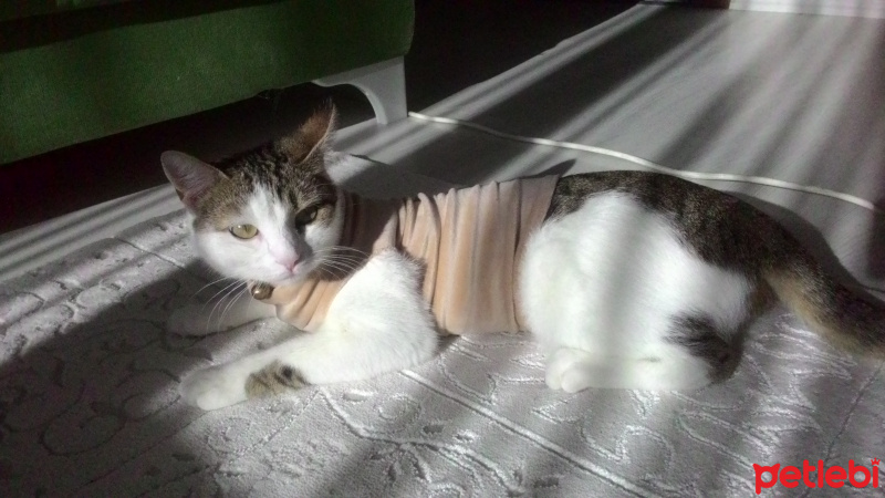 Tekir Kedi, Kedi  Arife fotoğrafı