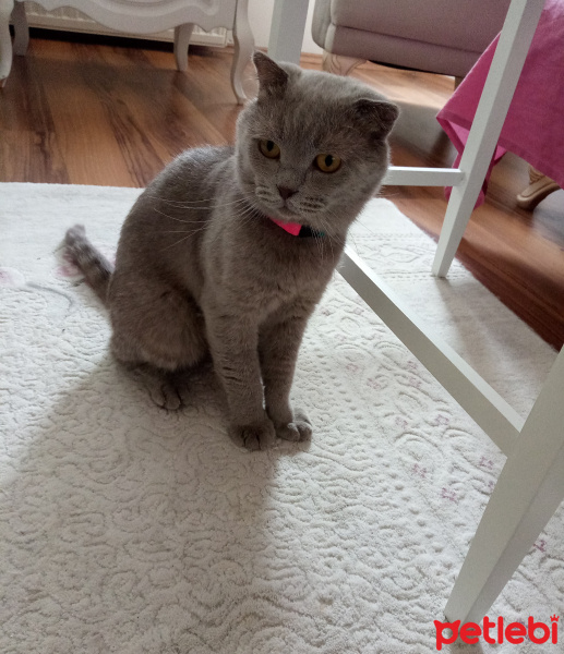 Scottish Fold, Kedi  Oscar fotoğrafı