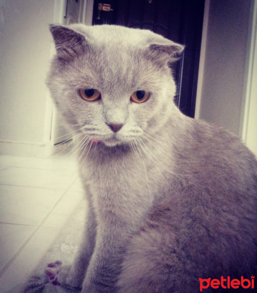 Scottish Fold, Kedi  Oscar fotoğrafı