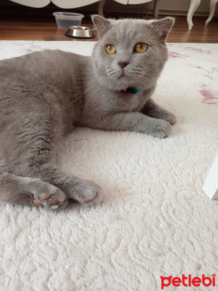 Scottish Fold, Kedi  Oscar fotoğrafı