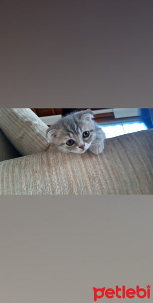 Scottish Fold, Kedi  Nazlı fotoğrafı