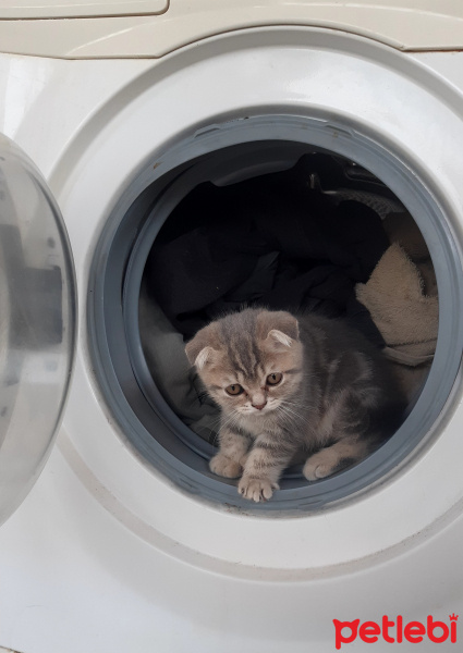 Scottish Fold, Kedi  Nazlı fotoğrafı