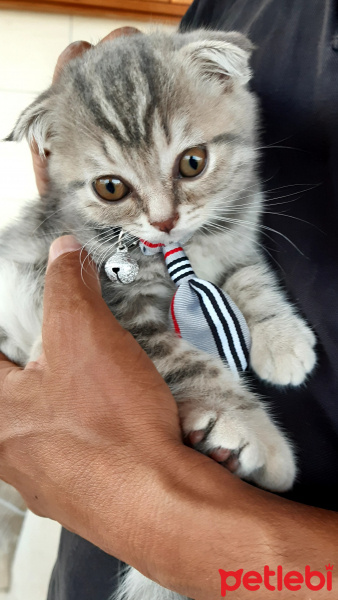 Scottish Fold, Kedi  Nazlı fotoğrafı