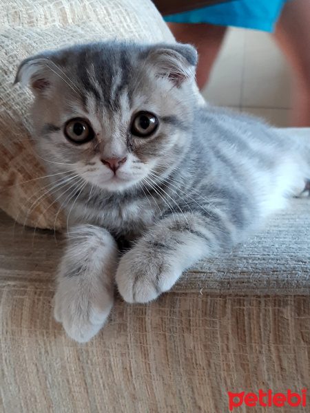 Scottish Fold, Kedi  Nazlı fotoğrafı
