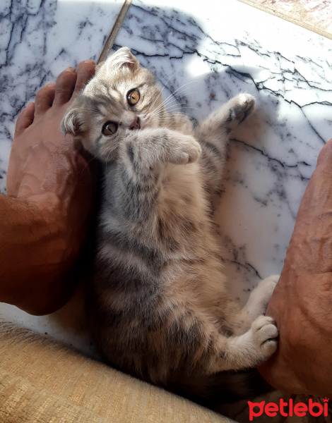 Scottish Fold, Kedi  Nazlı fotoğrafı