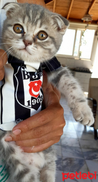 Scottish Fold, Kedi  Nazlı fotoğrafı
