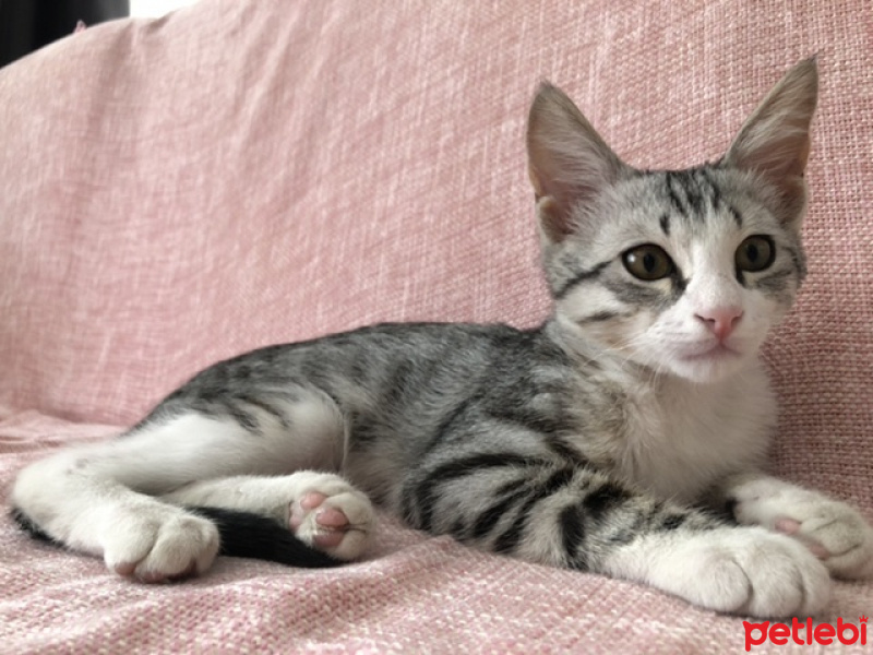 Tekir Kedi, Kedi  Şimdilik yok fotoğrafı