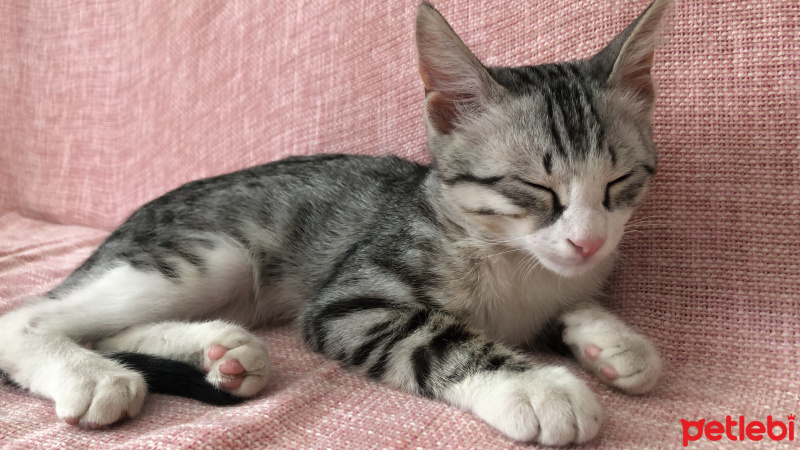 Tekir Kedi, Kedi  Şimdilik yok fotoğrafı