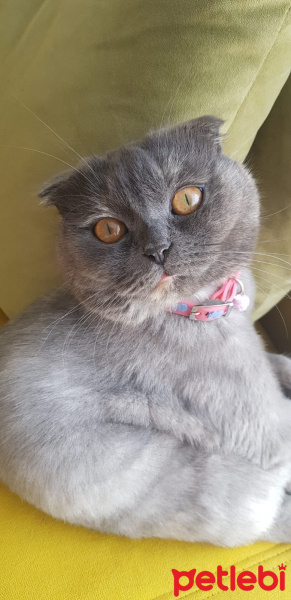 Scottish Fold, Kedi  Misha fotoğrafı