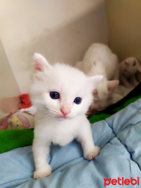 Ankara Kedisi, Kedi  Minnoşum prensim paşam herşeyim fotoğrafı