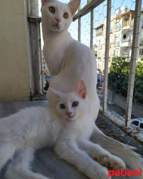 Ankara Kedisi, Kedi  Minnoşum prensim paşam herşeyim fotoğrafı