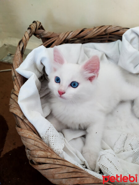 Ankara Kedisi, Kedi  Minnoşum prensim paşam herşeyim fotoğrafı