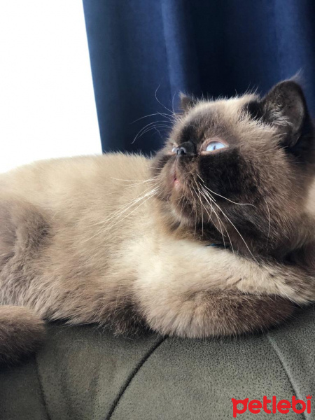 Exotic Shorthair, Kedi  Mavi fotoğrafı