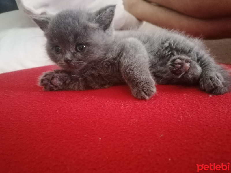 British Shorthair, Kedi  Regina fotoğrafı