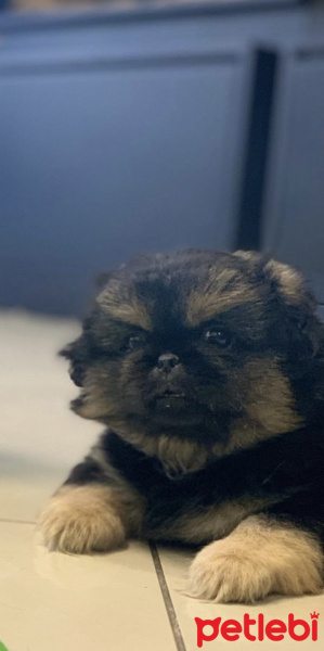 Pekingese, Köpek  Mike fotoğrafı