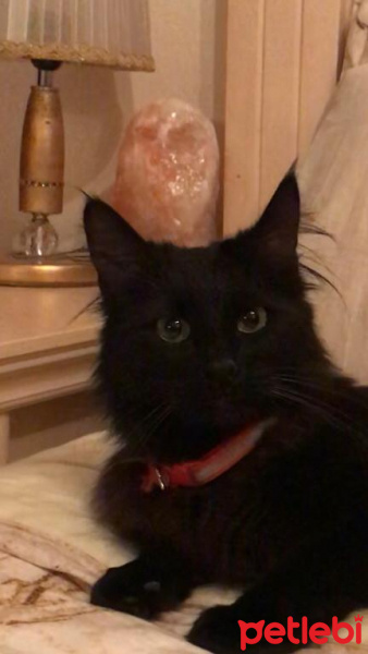 Tiffanie, Kedi  Vera fotoğrafı