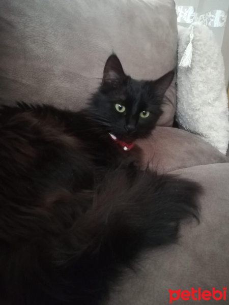 Tiffanie, Kedi  Vera fotoğrafı