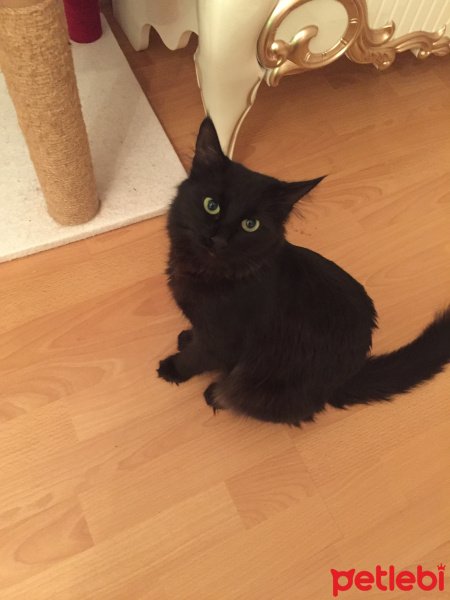 Tiffanie, Kedi  Vera fotoğrafı