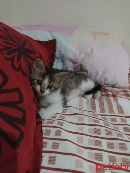 Tekir Kedi, Kedi  Pati fotoğrafı