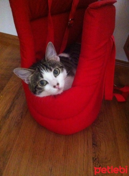 Tekir Kedi, Kedi  Minik fotoğrafı