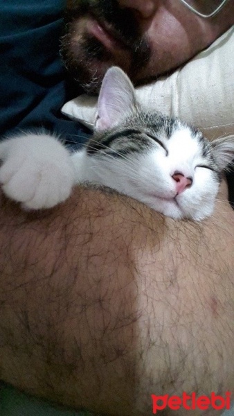Tekir Kedi, Kedi  Minik fotoğrafı