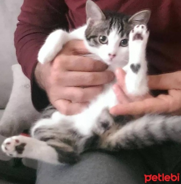 Tekir Kedi, Kedi  Minik fotoğrafı