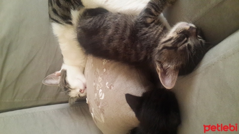 Tekir Kedi, Kedi  Minik fotoğrafı