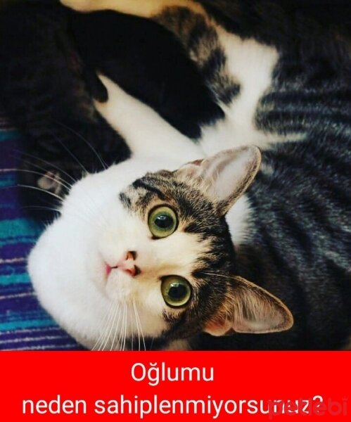 Tekir Kedi, Kedi  Minik fotoğrafı