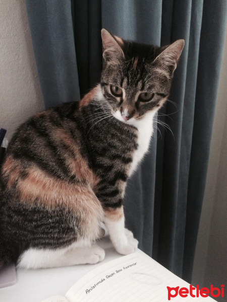 Tekir Kedi, Kedi  minnoş fotoğrafı