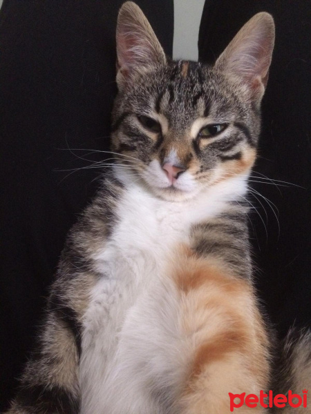 Tekir Kedi, Kedi  minnoş fotoğrafı