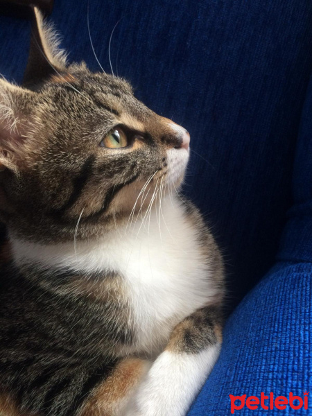 Tekir Kedi, Kedi  minnoş fotoğrafı