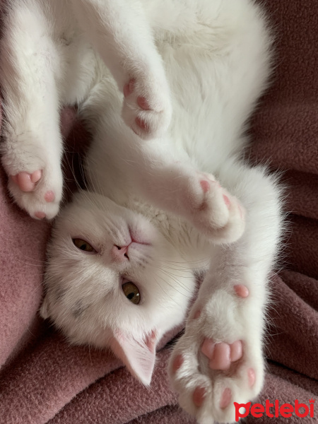 Scottish Fold, Kedi  Suşi fotoğrafı