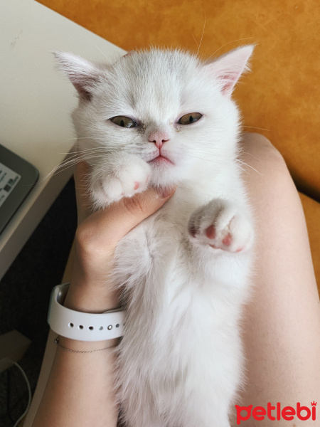 Scottish Fold, Kedi  Suşi fotoğrafı