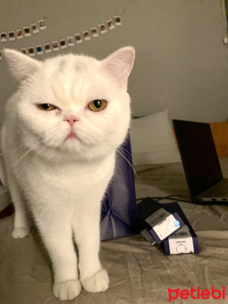 Scottish Fold, Kedi  Suşi fotoğrafı