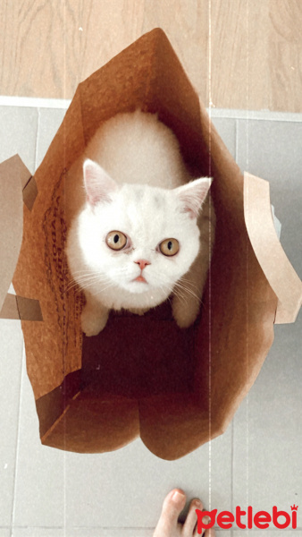 Scottish Fold, Kedi  Suşi fotoğrafı