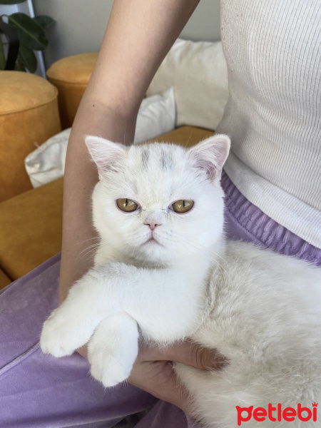Scottish Fold, Kedi  Suşi fotoğrafı