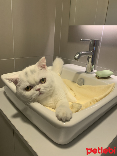 Scottish Fold, Kedi  Suşi fotoğrafı