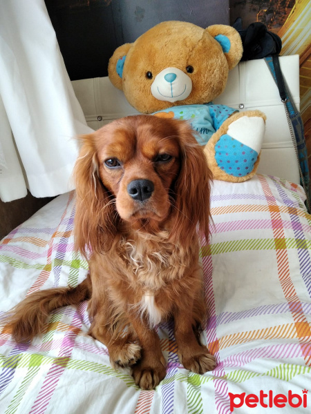 Cavalier King Charles Spanieli, Köpek  Viski fotoğrafı