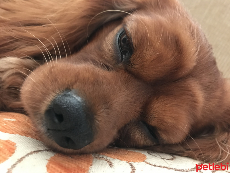 Cavalier King Charles Spanieli, Köpek  Viski fotoğrafı