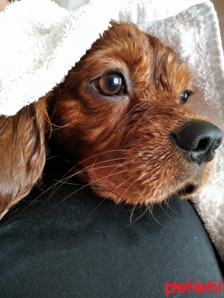 Cavalier King Charles Spanieli, Köpek  Viski fotoğrafı