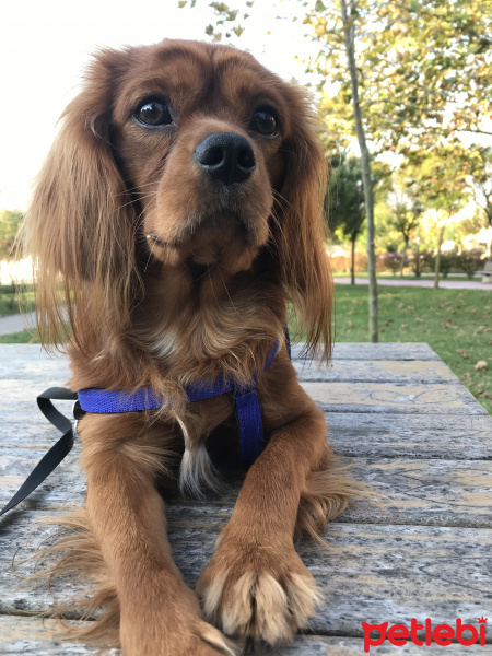 Cavalier King Charles Spanieli, Köpek  Viski fotoğrafı