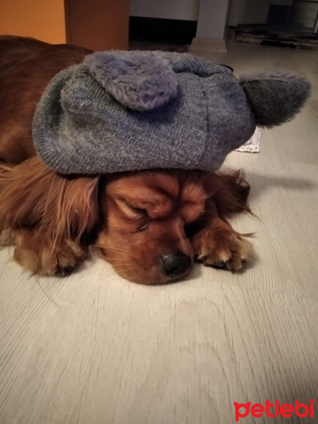 Cavalier King Charles Spanieli, Köpek  Viski fotoğrafı