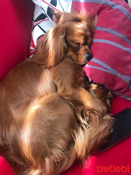 Cavalier King Charles Spanieli, Köpek  Viski fotoğrafı
