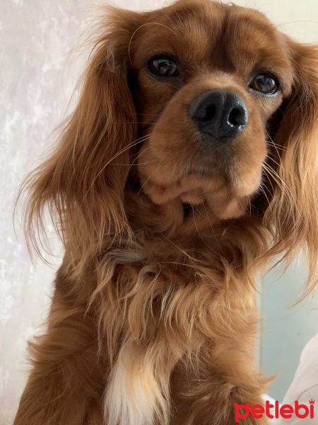 Cavalier King Charles Spanieli, Köpek  Viski fotoğrafı