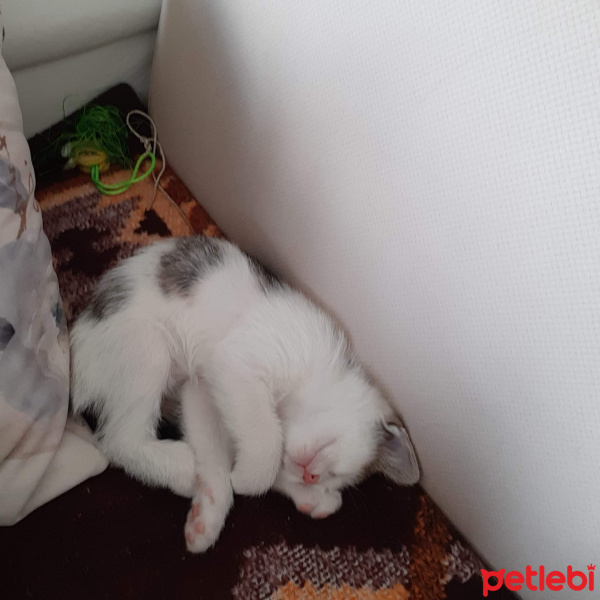 Tekir Kedi, Kedi  Bal fotoğrafı