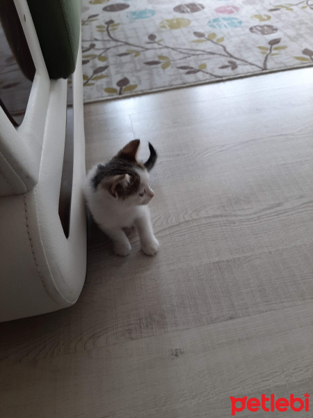 Tekir Kedi, Kedi  Bal fotoğrafı