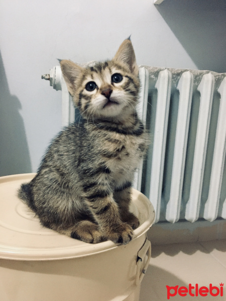 Tekir Kedi, Kedi  Leon fotoğrafı