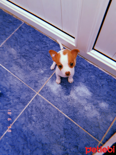 Chihuahua, Köpek  Buffy fotoğrafı