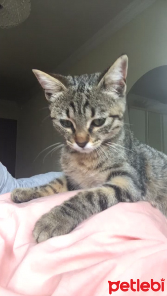 Tekir Kedi, Kedi  Kestane fotoğrafı