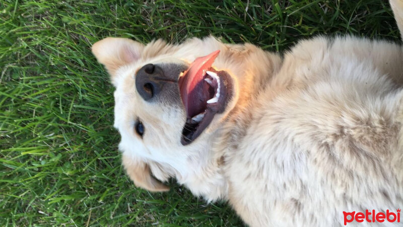 Golden Retriever, Köpek  Karamel fotoğrafı